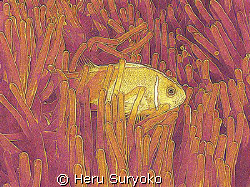 anemone in two colors by Heru Suryoko 